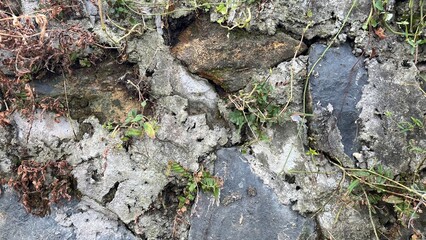 Obraz premium Aging Stone Wall Detail with Moss Growth