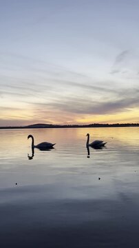 A pair of swans at sunset on the lake. Mietkowski Lake, Poland.