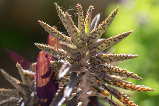 Gros plan sur une succulente dans un jardin