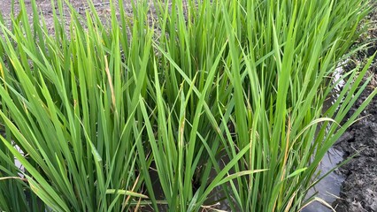 Fototapeta premium Close up of Green Rice Leaves Texture in Paddy Field