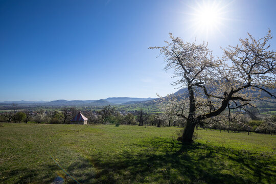 Spring landscape at Albtrauf with blooming cherry trees (Prunus avium) and a small hut overlooking the valley. Bissingen an der Teck, Germany.