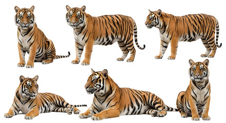Fototapeta premium A beautiful orange Bengal tiger with bold black stripes prowls through the wild jungle as a powerful feline predator in its natural habitat