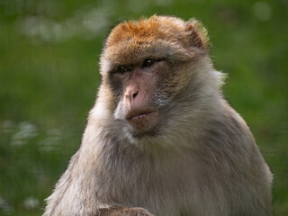 Obraz premium Close-up portrait of a thoughtful Barbary macaque in nature