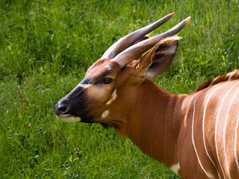 Close-up profile of a rare mountain bongo antelope in grass