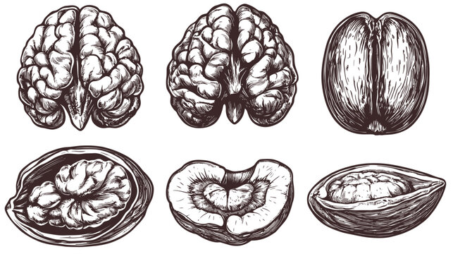 Artistic illustrations of brains and similar forms, emphasizing textures and anatomical details