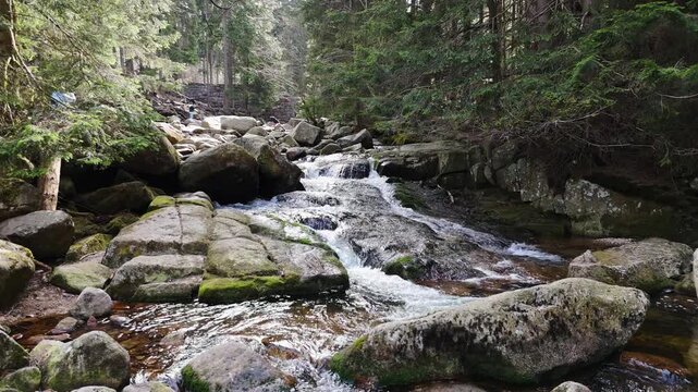 a mountain stream of crystal clear cool spring fresh water flows among stones and rocks in a pine forest
