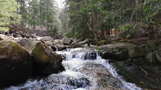 a mountain stream of crystal clear cool spring fresh water flows among stones and rocks in a pine forest