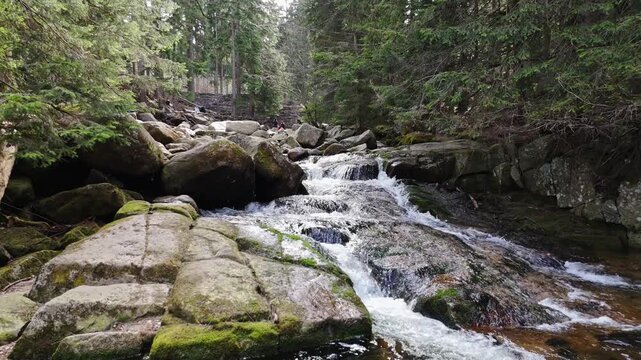 a mountain stream of crystal clear cool spring fresh water flows among stones and rocks in a pine forest