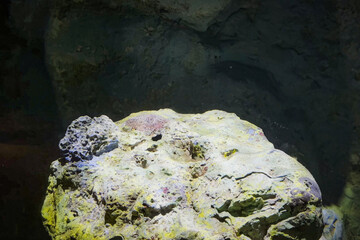 Colorful Coral Rock In Aquarium With Dim Lighting. Ideal For Ocean-Themed Backgrounds, Marine Biology Projects, Relaxing Aquarium Visuals, And Nature-Focused Content In Calming Tones © KRISTINA KUPTSEVICH