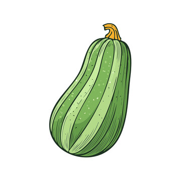 Fresh Green Striped Zucchini Vegetable Hand Drawn Illustration Garden Produce Healthy Eating Ingredient