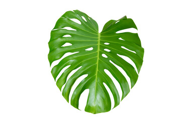 Monstera leaves leaves with Isolate  Leaves on transparent background PNG file. Monstera deliciosa leaf isolated on transparent background, a tropical plant foliage © sarayut_sy