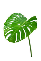 Monstera leaves leaves with Isolate  Leaves on transparent background PNG file. Monstera deliciosa leaf isolated on transparent background, a tropical plant foliage © sarayut_sy