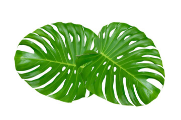 Monstera leaves leaves with Isolate  Leaves on transparent background PNG file. Monstera deliciosa leaf isolated on transparent background, a tropical plant foliage © sarayut_sy