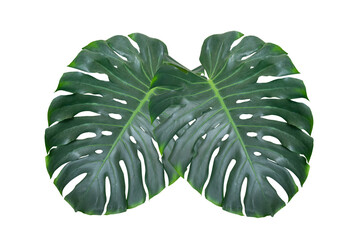 Monstera leaves leaves with Isolate  Leaves on transparent background PNG file. Monstera deliciosa leaf isolated on transparent background, a tropical plant foliage © sarayut_sy