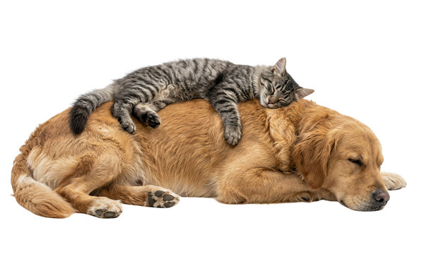 Tabby cat sleeping on top of golden retriever back on transparent background isolated tired pets resting together peaceful animal friendship scene dog and kitty napping domestic companions in dream.