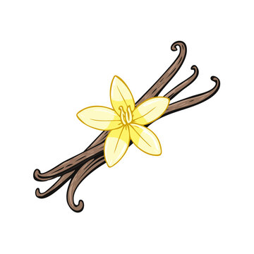 Hand-drawn illustration of delicate yellow vanilla orchid flower with dark brown vanilla bean pods