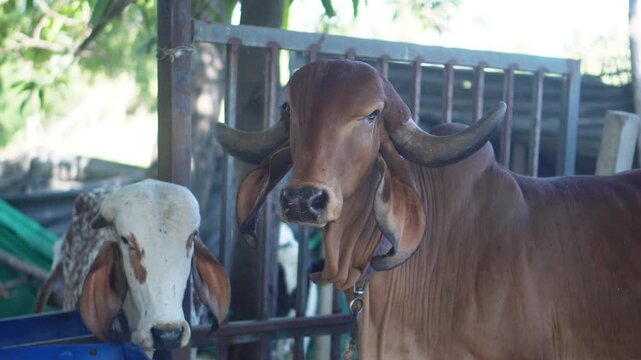 A Gir cow and calf stand peacefully in a rural farm shed. This scene highlights traditional Indian dairy farming, sustainable practices, and the natural bond between mother and calf.
