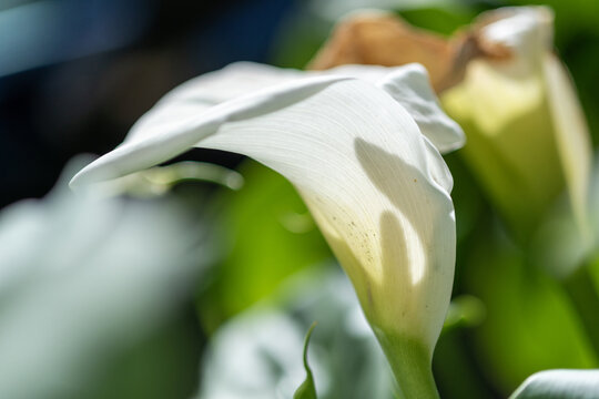 Gros plan sur un arum