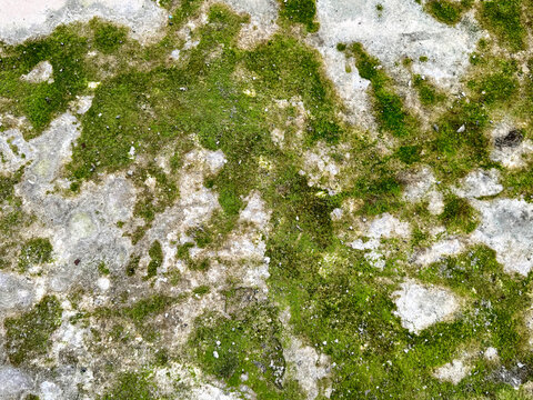 Close up of green moss grown on concrete cement screed with weathered stone texture. Green moss nature photography.