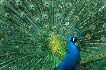 Peacock feather pattern, bright green - blue bird tail texture © artemstepanov