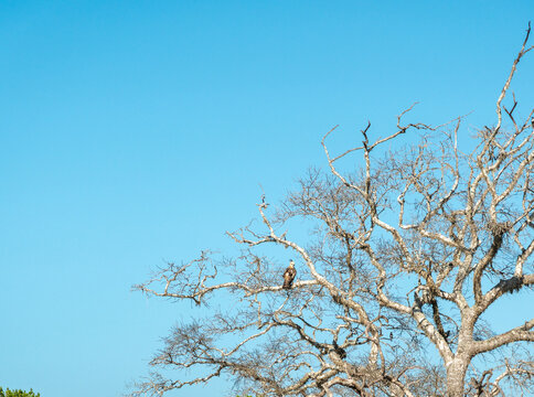 Jerdon baza (Aviceda jerdoni), moderate sized brown hawk