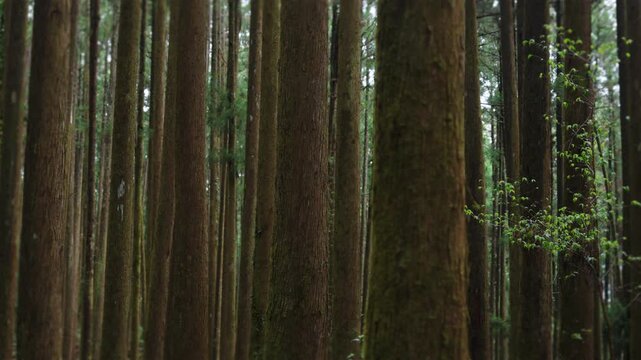 Scenic view of trees in forest during fog at Alishan mountain,Taiwan.