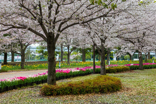 Beautiful spring park scene featuring sakura trees and pink and yellow tulips