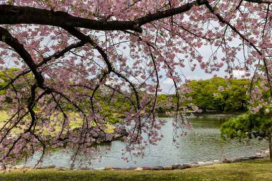 Sakura tree branches with pink flowers framing a peaceful pond in spring time