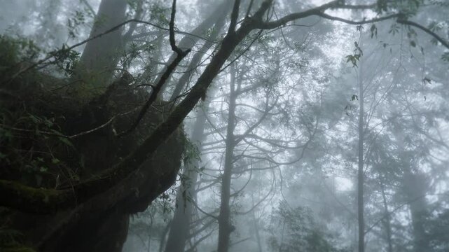 Walking forest trail in Alishan Mountain, Taiwan.