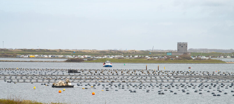 Mussel farm at Brouwersdam, Netherlands, dutch shellfish farming sector, fishing Zeeland, sock shaped cotton nets with rope in middle, mussels growers of Zierikzee