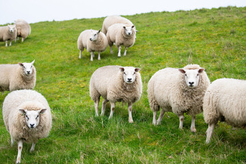 Fototapeta premium Flock of sheep on a pasture, livestock animal farm, stockbreeding, faming and agriculture in the Netherlands, sheeps on spring meadow 