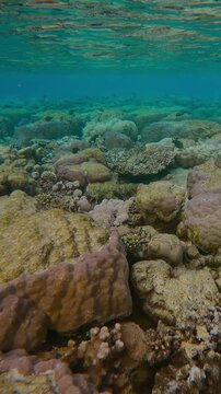 Vertical footage, All tops of hard corals covered with bite marks inflicted by feeding Parrotfish on the inner reef. Flat-top on shallow coral reef with multiple traces of teeth of coral-eating fishes