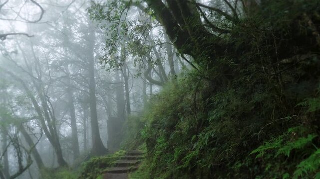 Walking forest trail in Alishan Mountain, Taiwan.
