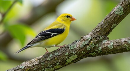 Fototapeta premium A vibrant yellow bird with black wings and a bright orange beak perched on a branch, surrounded by lush green leaves and a soft, fluffy texture.