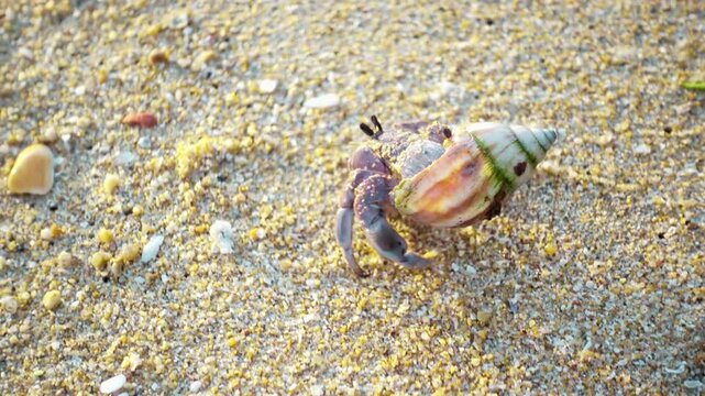 Hermit crab walking on sand beach Thailand featuring a small hermit crab moving across a tropical sandy shoreline surrounded by natural coastal beauty. 