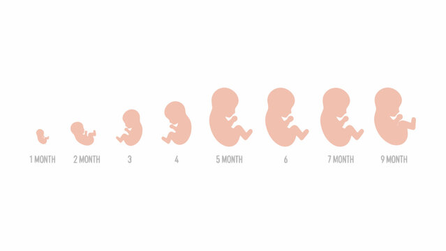 Human Fetal Development Stages Growth Cycle Illustration