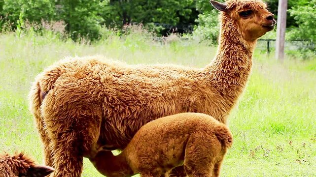 Alpaca lamb suckling milk from its mother showing a tender bonding moment between mother and baby in a peaceful farm or pasture environment