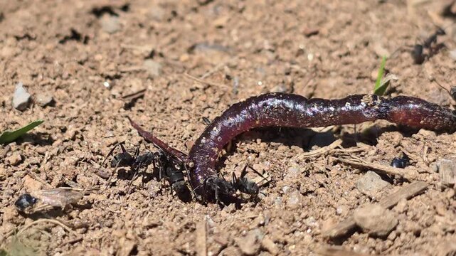 

Teamwork of ants moving a giant earthworm to their colony. 1


