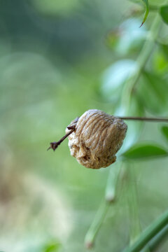 Ooth&egrave;que de mante religieuse