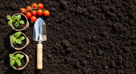Fresh tomatoes with gardening tools and seedlings in soil for gardening enthusiasts, perfect for marketing and agricultural content