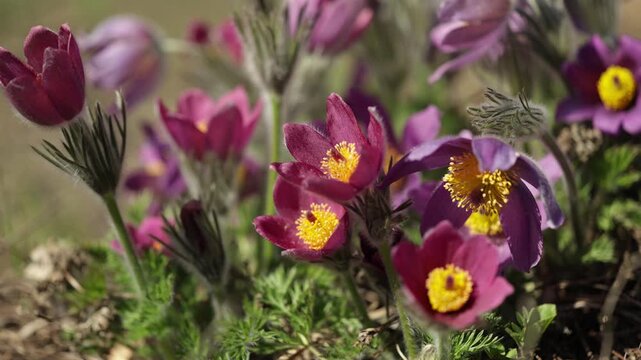 Pulsatilla grandis, or the greater pasque flower blooming in the early spring on a sunny day. 4K, 50 fps