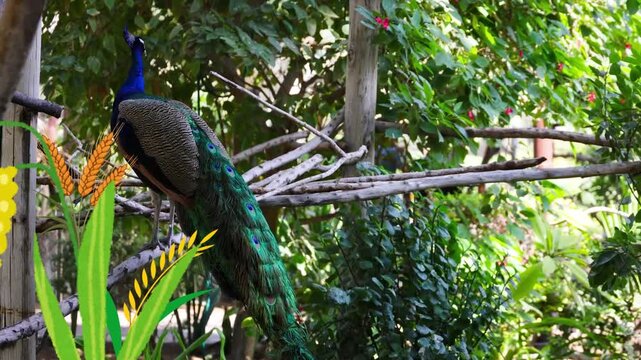 peacock displaying vibrant plumes in lush garden setting for nature video.
