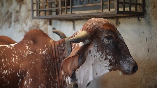 A Gir cow stands calmly in a traditional cowshed, reflecting Indian dairy farming, sustainable practices, and the value of indigenous cattle in rural agriculture.