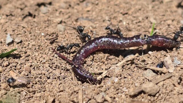 


Teamwork of ants moving a giant earthworm to their colony. 2

