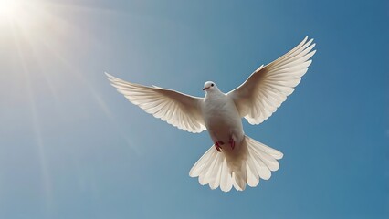 Obraz premium Dove in flight against bright sky illustrating peace symbolism and spiritual calm