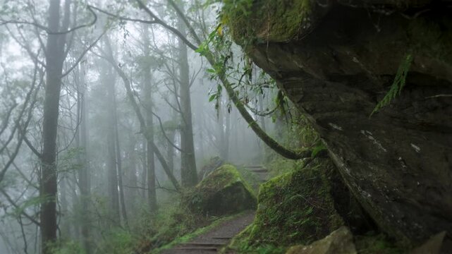 Walking forest trail in Alishan Mountain, Taiwan.