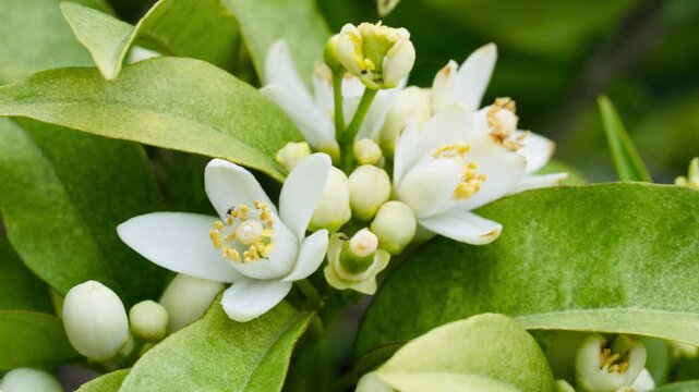 Orange blossom white flowers buds green leaves macro closeup fragrant citrus spring mediterranean spain
