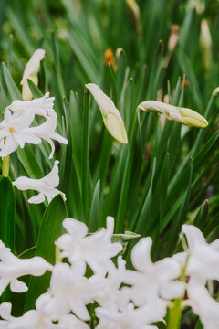 White hyacinths bloom among green leaves