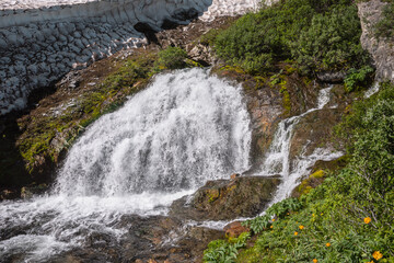 Big waterfall flows from mossy rock under snow cornice in sunny day. Green alpine scenery with pure mountain creek among wild lush flora in bright sun. Large river source under snowfield in sunlight. © Daniil