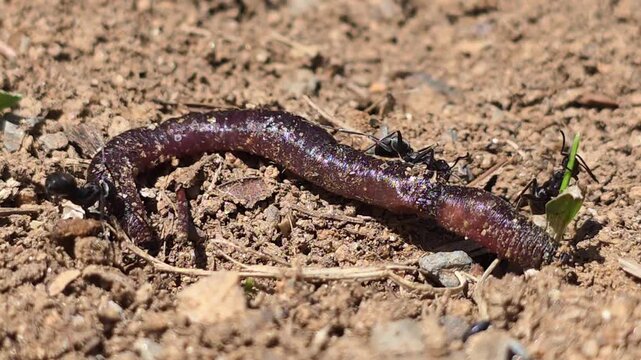 


Teamwork of ants moving a giant earthworm to their colony.5
